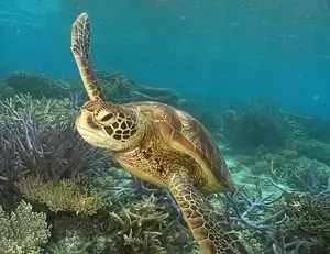 Two Island Explorer | Fitzroy & Green Island Combo