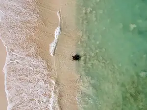 Summer Sunset Turtle Watching Tour | Exmouth