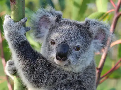 Australia zoo and glass house mountains tour