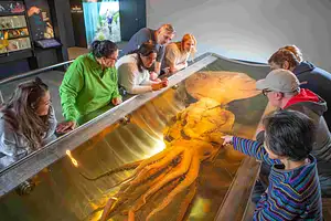 Introducing Te Papa Museum Tour