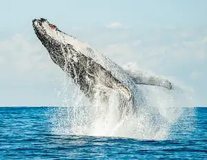 whale watching Byron Bay