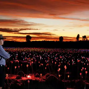 Uluru Sunrise & Field of Light