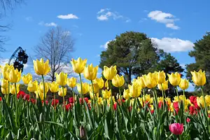 Canberra Floriade Tour | Sept to Oct