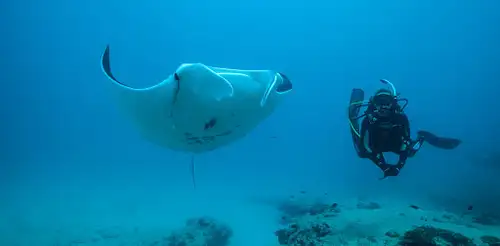 Ningaloo Reef dive